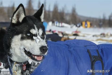 科普：1925年發生了什麼讓美國人如此崇拜雪橇三傻之一的哈士奇？ 每日頭條