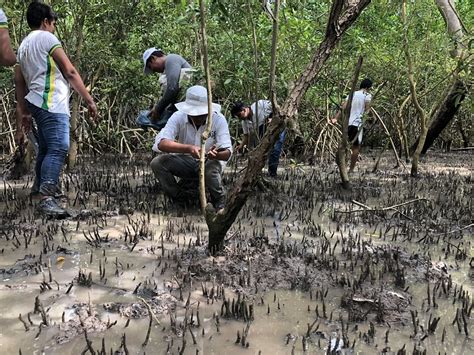 Ingenios Azucareros Comprometidos Con La Conservaci N De Manglares Y