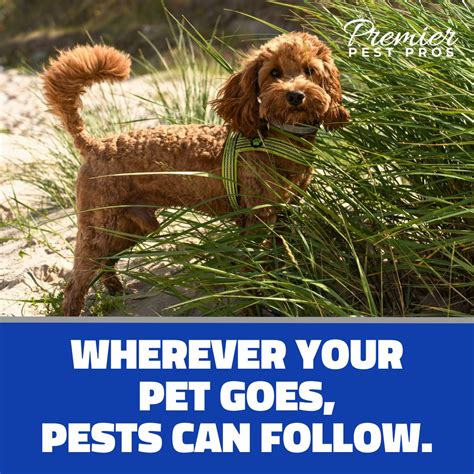 Premier Pest Pros On Linkedin Pets Have Become So Integrated Into Our