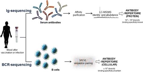 01 Sequencing Of Immunoglobulins Ig And B Cell Receptor Bcr Download Scientific Diagram