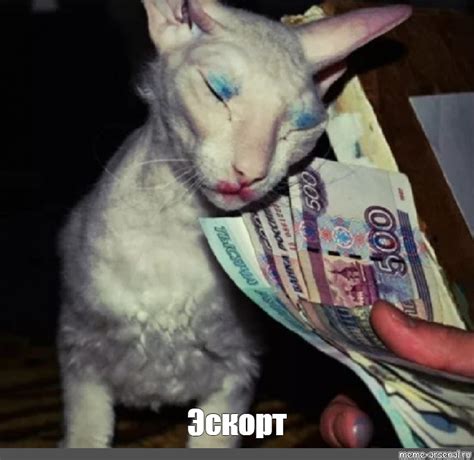 Создать мем "кошка корниш рекс, кот, кот петерболд" - Картинки - Meme ...