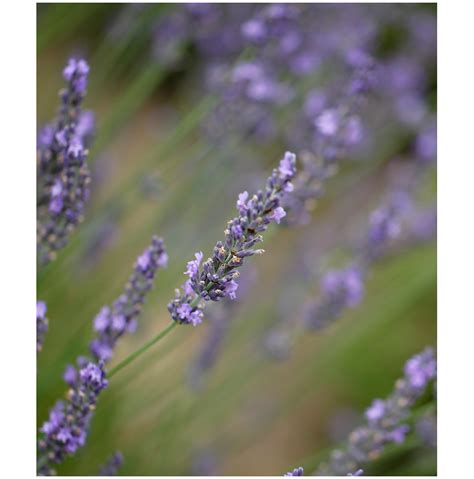 Lavender + Bees = Honey | Marie Labbancz Photography