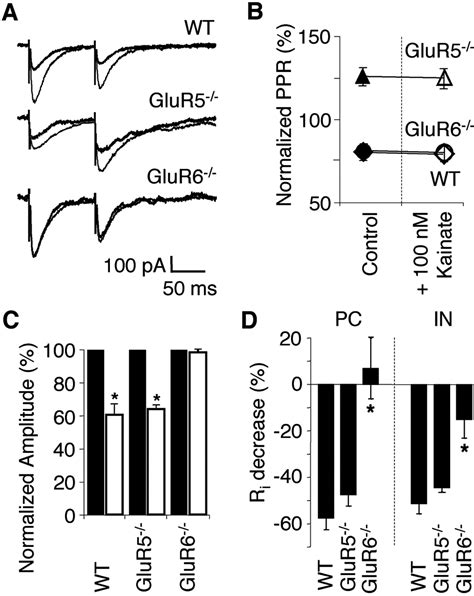 Distinct Roles For The Kainate Receptor Subunits Glur And Glur In