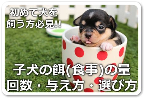 子犬の餌食事の量・回数・与え方・選び方 ドッグフード博士