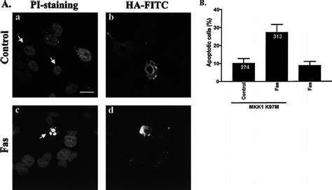 Transfection With Dominant Negative Mkk Sensitizes Hela Cells To