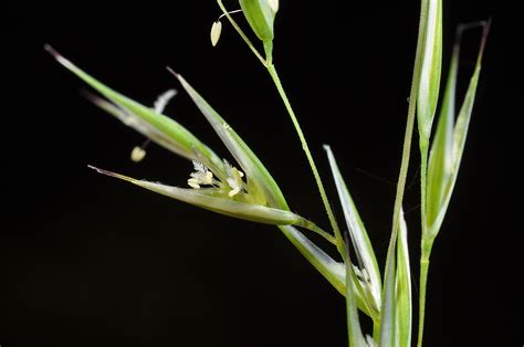 Rytidosperma Gracile Poaceae Image At Phytoimages Siu Edu