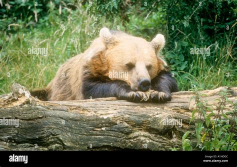 Brown Bear Resting On Log Stock Photo Alamy