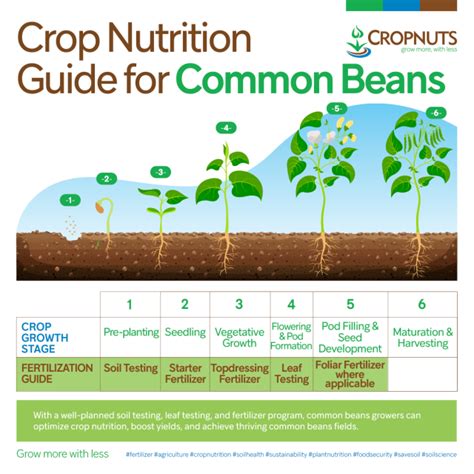 Crop Nutrition Guide For Common Beans Cropnuts