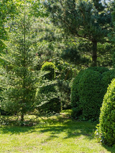 Groenblijvende Bomen Tuinplantenwinkel Nl