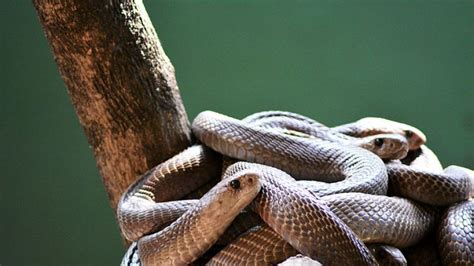 Katraj Snake Park - Pune | Katraj Snake Park Photos, Sightseeing ...