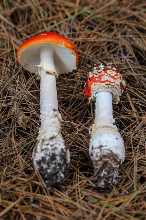 Mushrooms — Steepravine Very Long Amanita Muscaria Pair Mushroom Fungi Stuffed Mushrooms