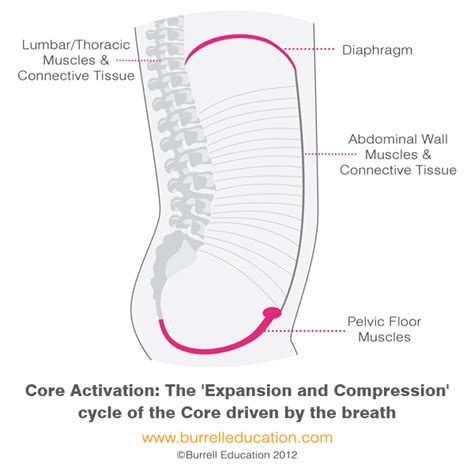 The Connection Breath Best Core And Pelvic Floor Exercise