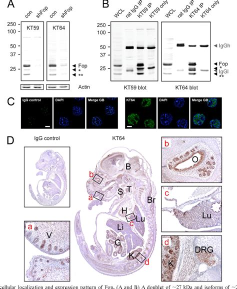 Figure From Friend Of Prmt A Novel Chromatin Target Of Protein