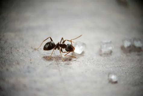 What Attracts Ants To Your Home And How To Get Rid Of Them The