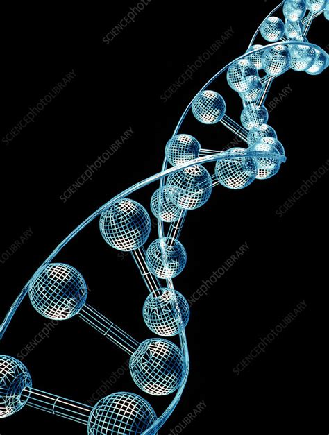 Dna Molecule Stock Image G Science Photo Library