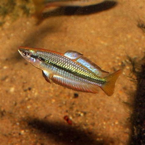 Black Banded Rainbowfish Alchetron The Free Social Encyclopedia