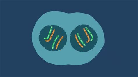 Issues With Stem Cells Division And Differentiation In Human Cells