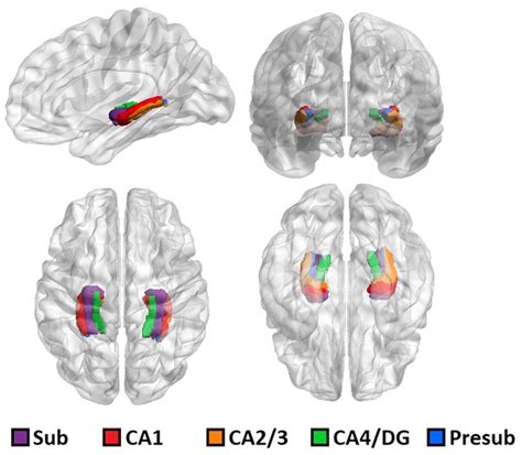 Frontiers Stress Related Reduction Of Hippocampal Subfield Volumes In