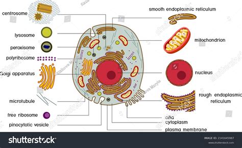 Animal Cell Diagram Peroxisome Structure Peroxisomes Peroxis 