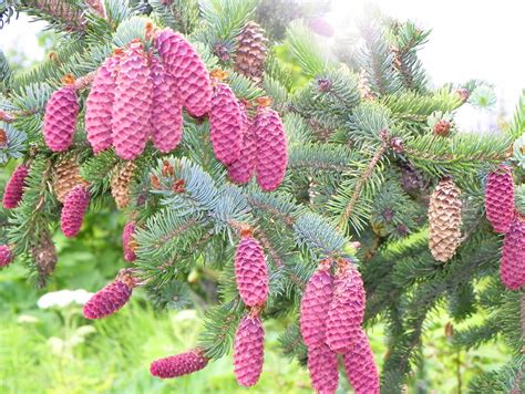 Purple Pine Cones Or Is It Spruce Fort Abercrombie Stat Flickr