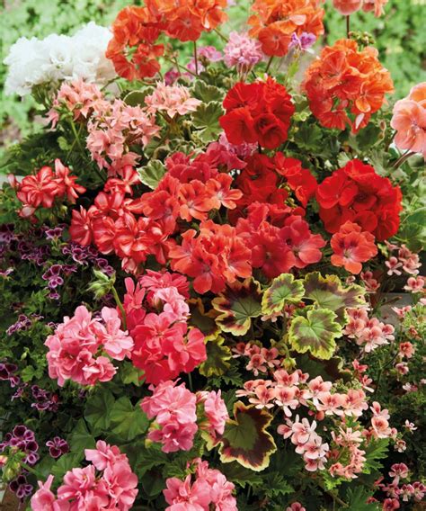 Lunivers Des Géraniums Variétés Et Utilisations › Mon Geranium Fr