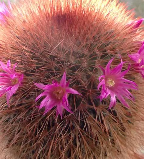 Mammillaria Spinosissima Succulent Guide