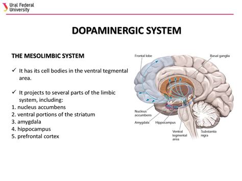 Neurotransmitter Systems Online Presentation