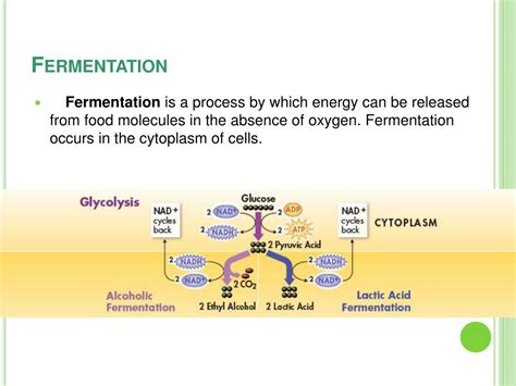 Ppt Chptr 9 Cellular Respiration And Fermentation Powerpoint