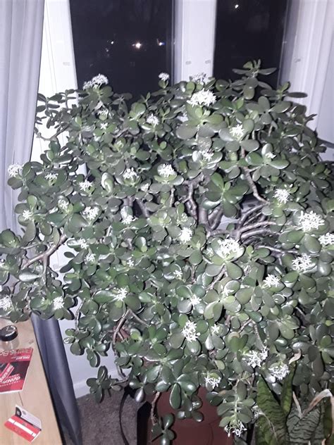 My Thirty Year Old Jade Rmatureplants