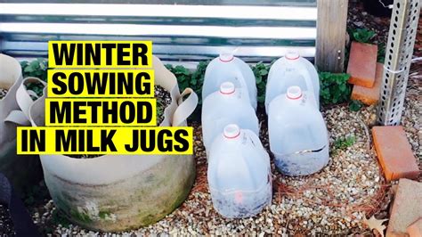 Winter Sowing Method In Milk Jugs YouTube