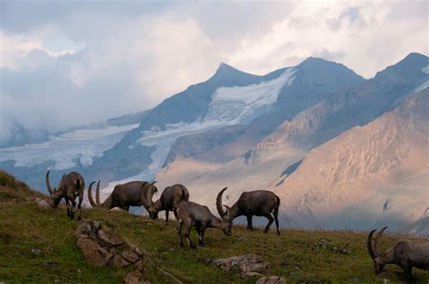 Parc National De La Vanoise La Phototh Que Photo Photos