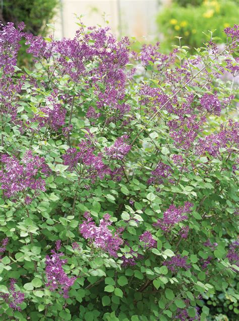 Bloomerang® Dark Purple Reblooming Lilac Syringa X Proven Winners