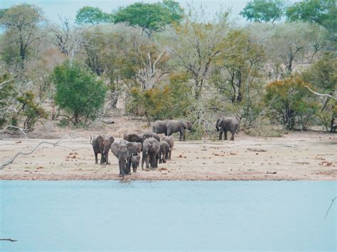 África do Sul melhor época para safári no Kruger e Cape Town