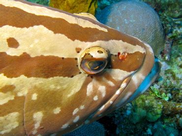 Nassau Grouper Epinephelus Striatus Groupers Caribbean Reefs