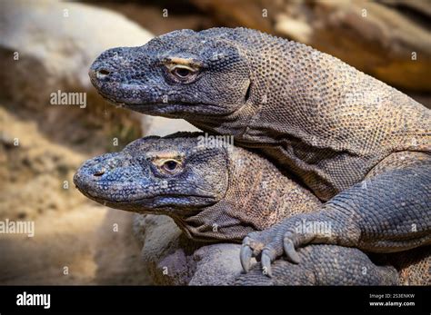 Close Up Portrait Of Two Komodo Dragons Stock Photo Alamy