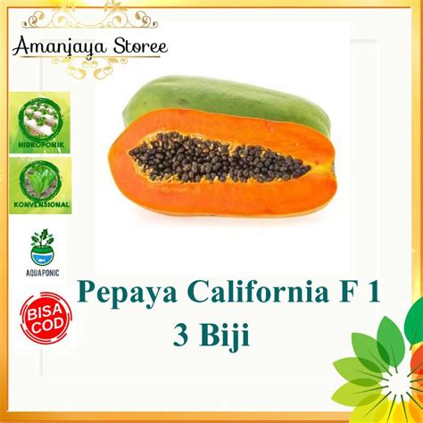 Jual Benih Pepaya California Shopee Indonesia