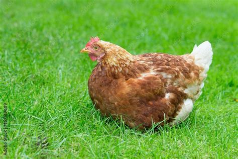 Braune Hybrid Henne Sitzt Auf Einer Wiese Gl Ckliches Huhn In