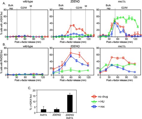 The Effect Of Hu And Nocodazole On Mcm Denq Dna Damage A Time Course