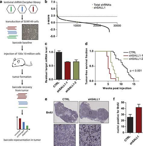 Barcoded In Vivo Rnai Screen With Shrna Constructs A Scheme Of The