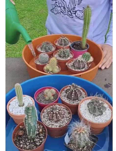 Cómo regar un cactus Aplica este truco para tus plantas La Verdad