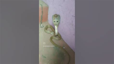 Rescue And Release King Cobra Snake 🐍 Venomous Snake In India 🐍🐍🐍🐍🐍