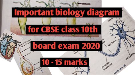 Important Biology Diagram For Cbse Class 10th Board Exam 2020 What Are Important Diagram In Bio