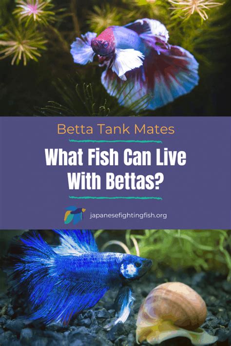 What Fish Can Live With Bettas Proven Tank Mate Guide Betta Fish