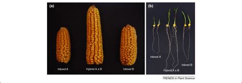 Towards The Molecular Basis Of Heterosis Trends In Plant Science