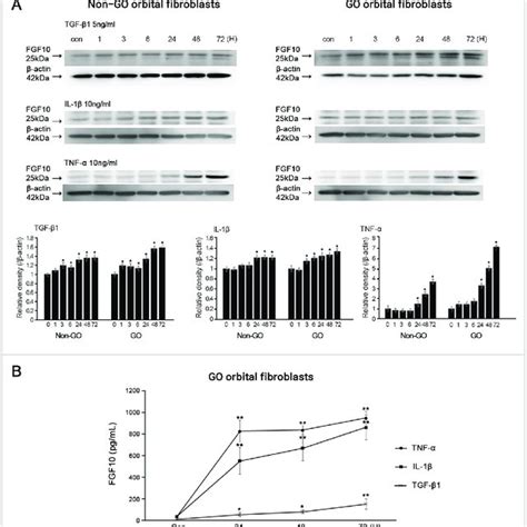 Effect Of Transforming Growth Factor Tgf β1 Interleukin Il 1β And