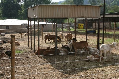 Sheep Feedlot B3 Genetics