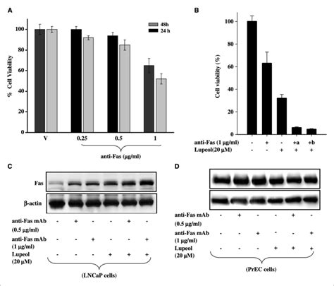 Effect Of Lupeol Treatment In Combination With Anti Fas Mab On The