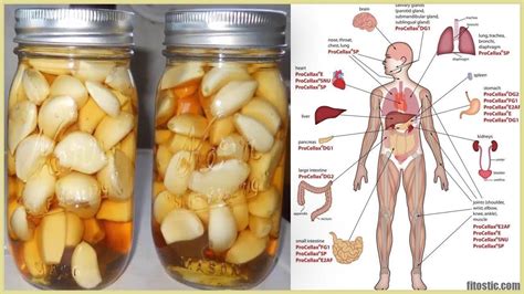 Quels Sont Les Bienfaits De L Ail Et Du Miel Pour La D Fense Contre Le