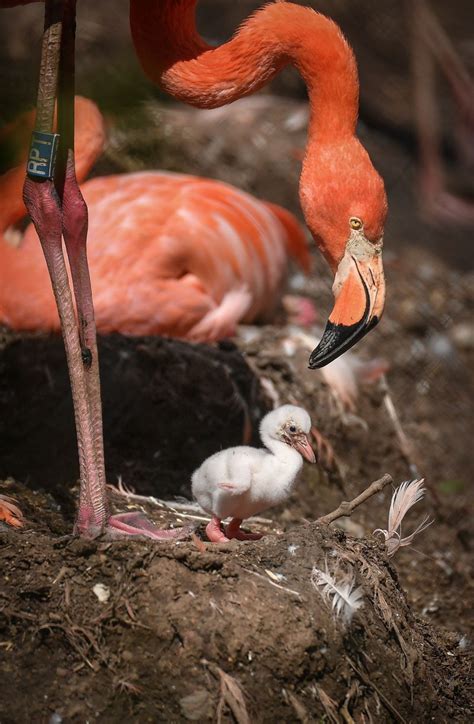 Twenty Three Fluffy Flamingos Emerge At Chester Zoo Chester Zoo