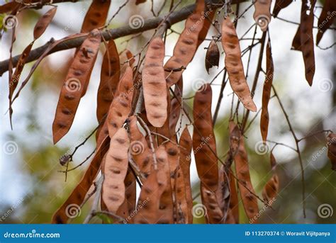 White Siris Stock Photo Image Of Julibrissin Asia 113270374